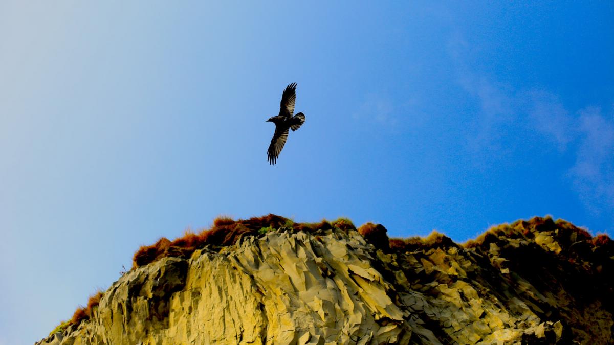 Un cuervo sobrevuela la roca basáltica.