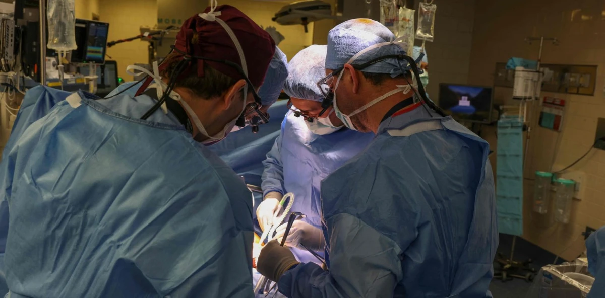 Un hito en la medicina: un riñón de cerdo fue trasplantado con éxito en una persona viva