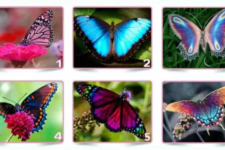 Test viral: elegí la mariposa que más te guste y descubrí algo sorprendente de tu personalidad.