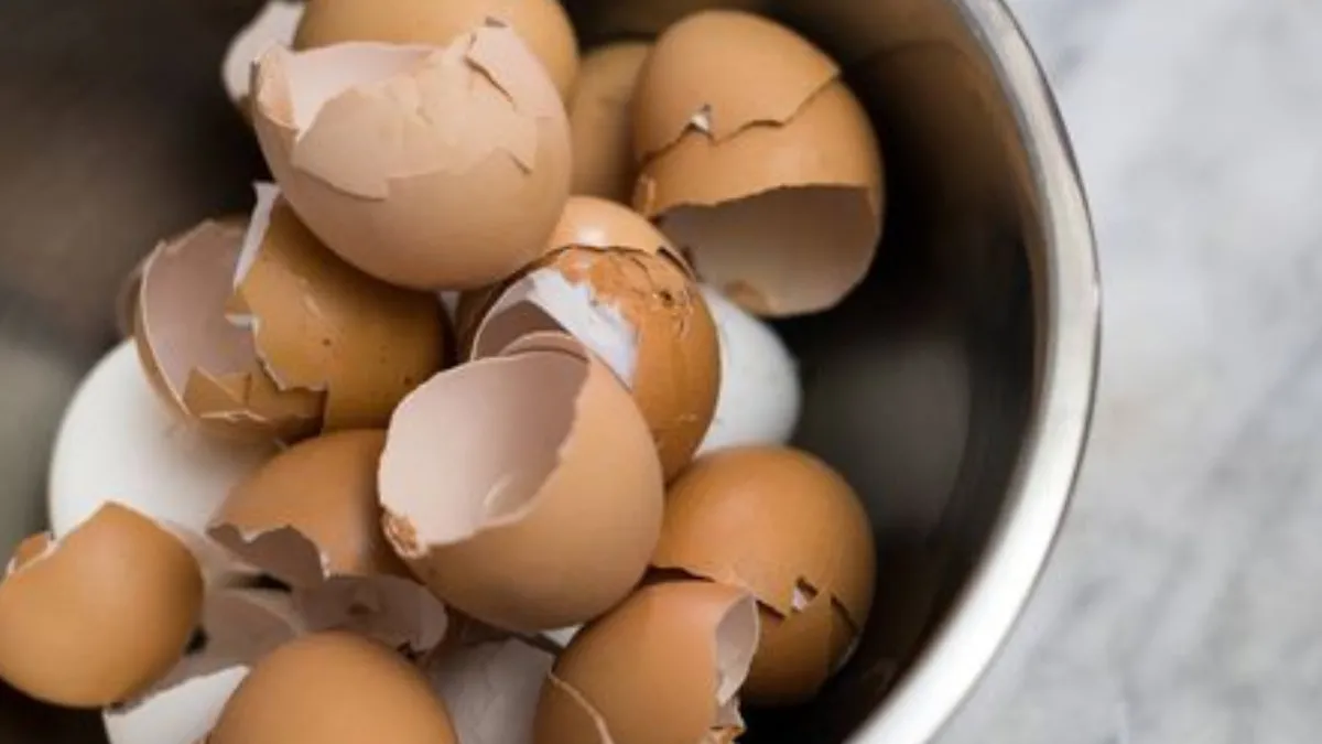 Cómo consumir la cáscara de huevo para aprovechar sus nutrientes y proteger los huesos