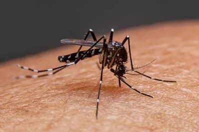 Dengue: murió un nene de 6 años en Santa Fe y ya son 80 los fallecidos en el país