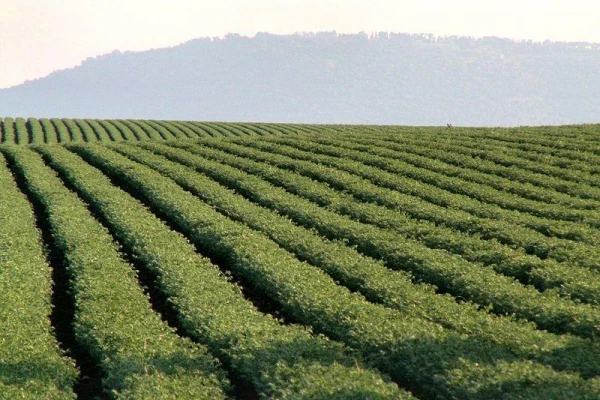 Las condiciones climáticas y el buen precio hacen crecer el área sembrada con poroto en Tucumán