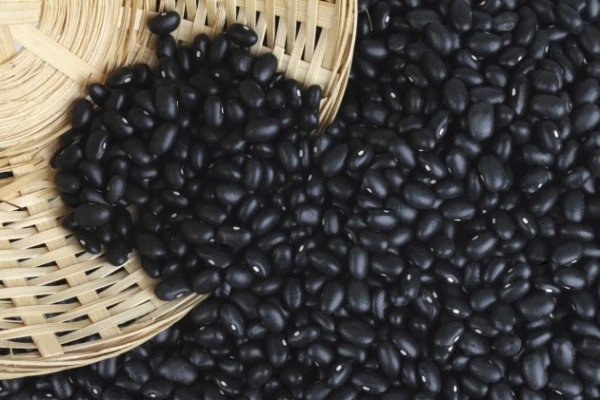 La producción de poroto es una excelente alternativa para la diversificación agrícola del NOA