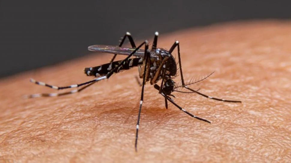 Epidemia y salud mental: miedo y depresión, los efectos colaterales del dengue