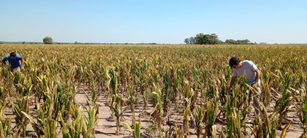 Cultivo de maíz afectado en Tucumán.