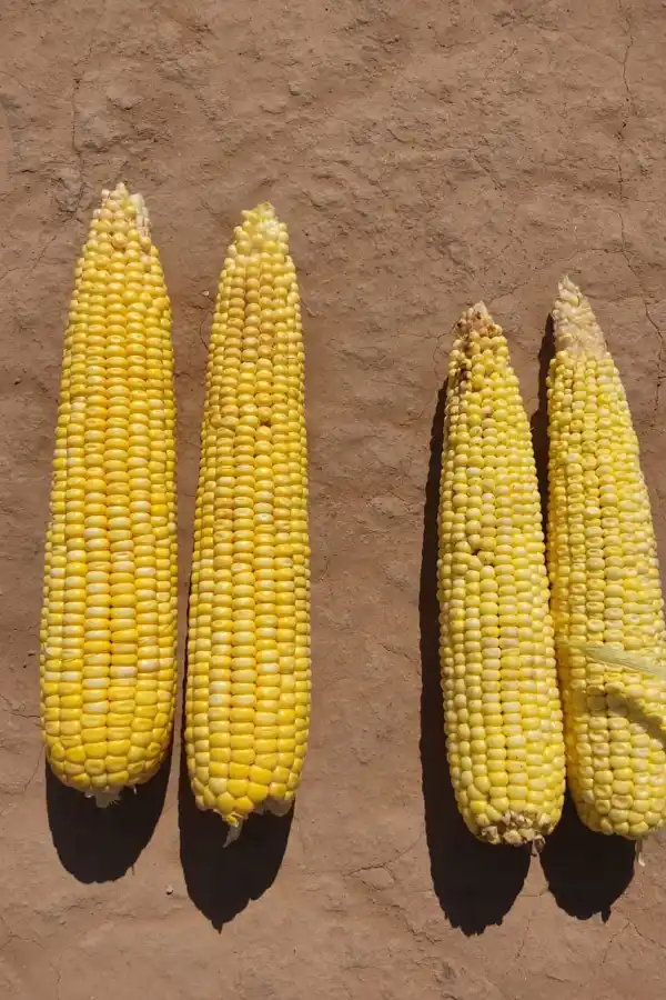 Maíz sano (izquierda) y afectado (derecha).