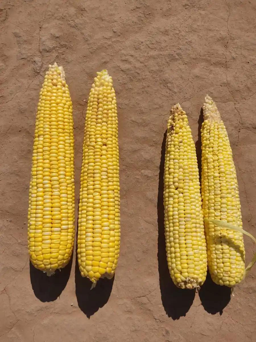 Maíz sano (izquierda) y afectado (derecha).