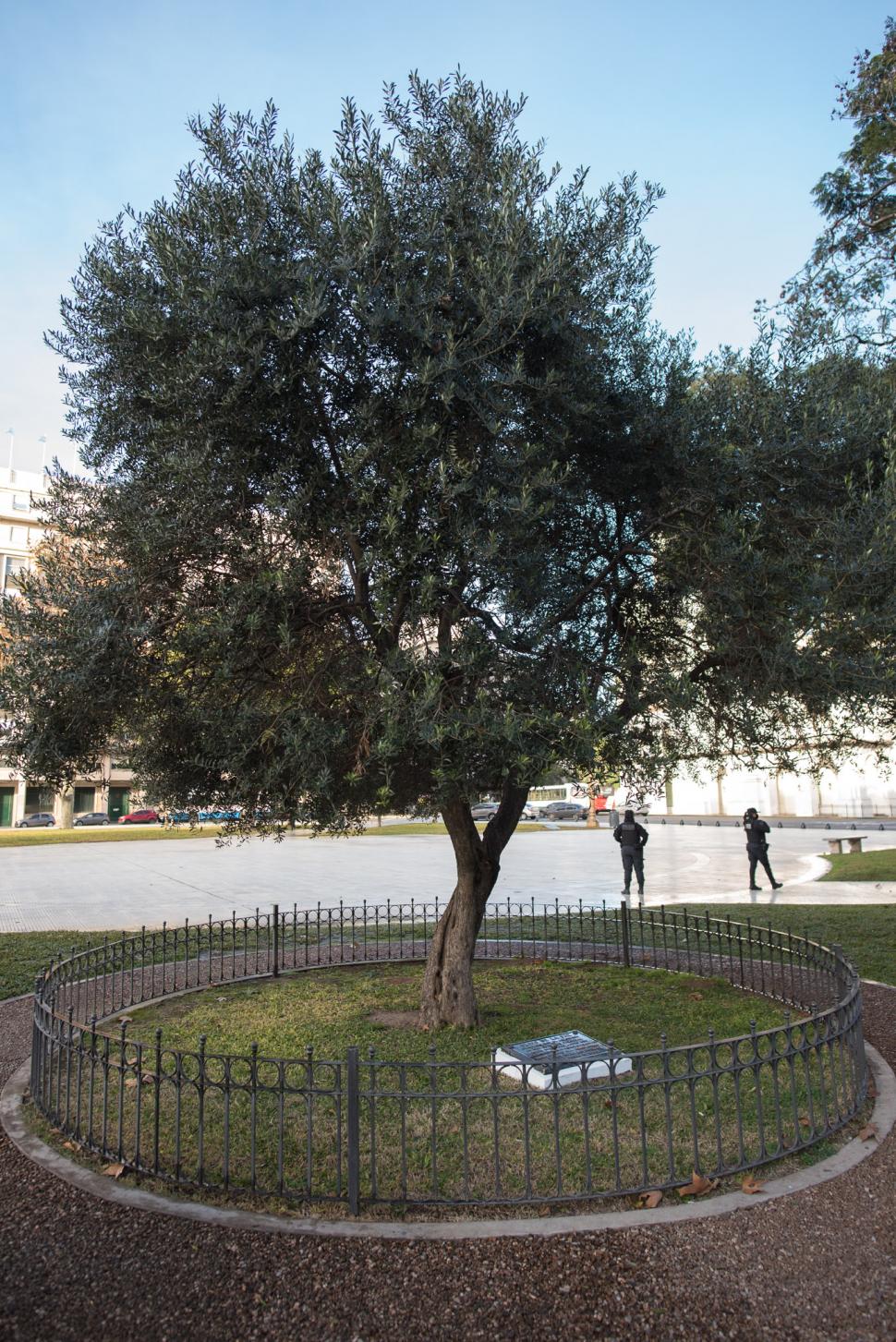 OLIVO DE LA PAZ. El árbol que el Papa plantó en la Plaza de Mayo en el año 2000.