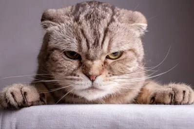 Cuáles son los olores que los gatos odian y debes evitar en casa