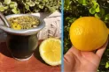 Mate con limón: conocé sus cinco sorprendentes beneficios para la salud