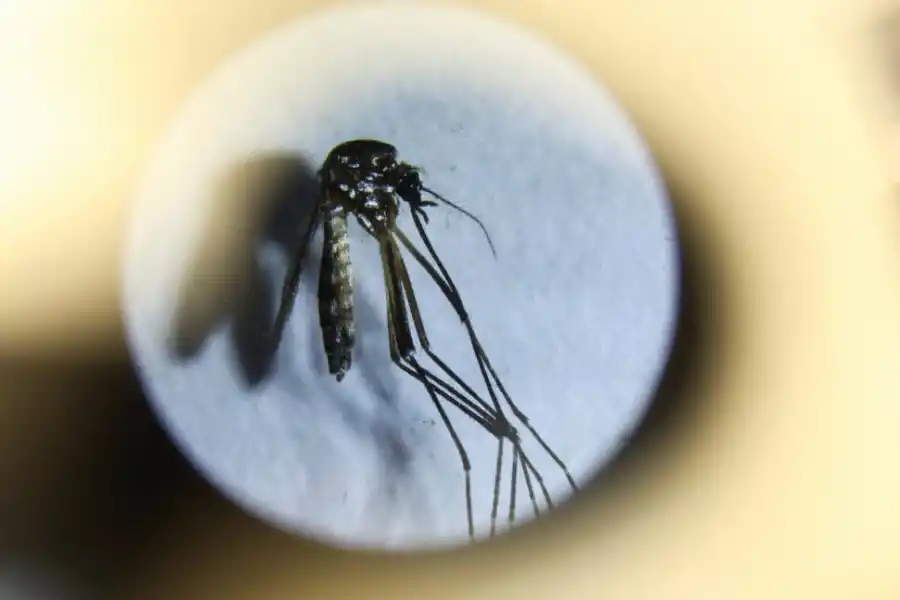 Preocupación en las escuelas tucumanas por los casos de dengue entre los alumnos