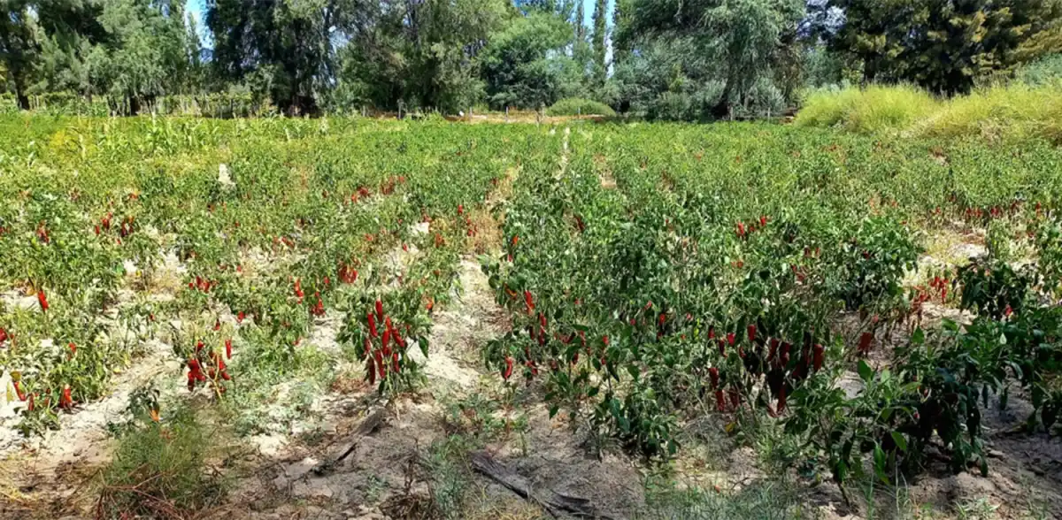 Campo Experimental Encalilla: nuevas propuestas para potenciar sus beneficios productivos y ambientales