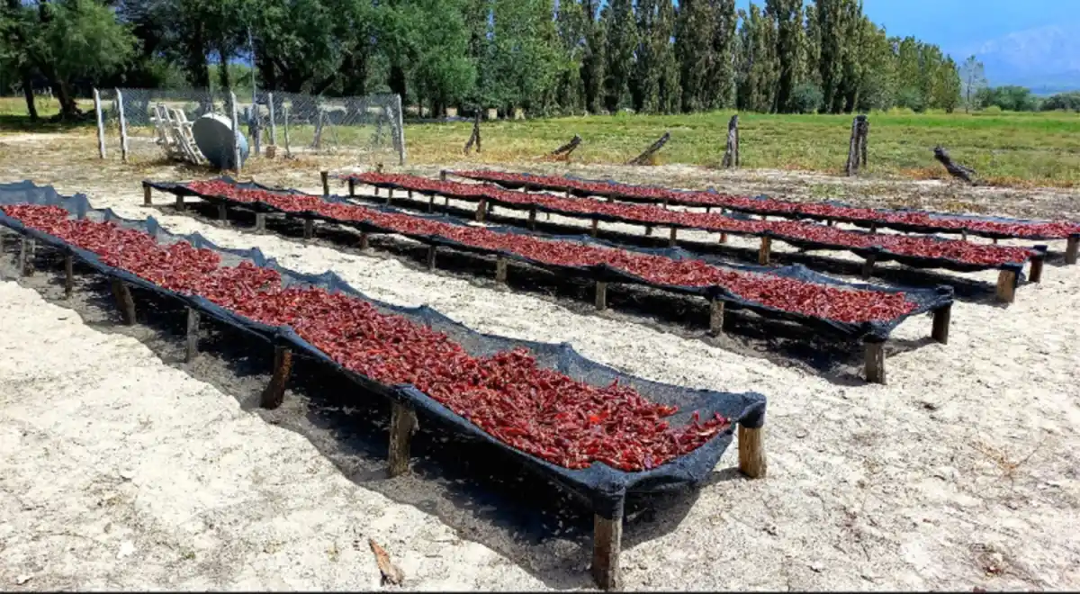Campo Experimental Encalilla: nuevas propuestas para potenciar sus beneficios productivos y ambientales