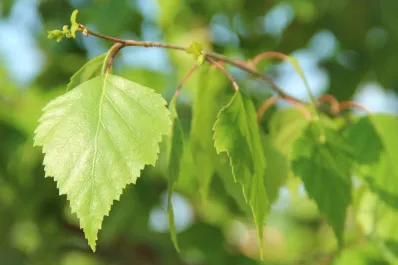 Cómo preparar el té abedul, la infusión más recomendada para combatir la celulitis
