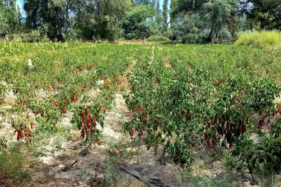 Campo Experimental Encalilla: nuevas propuestas para potenciar sus beneficios productivos y ambientales