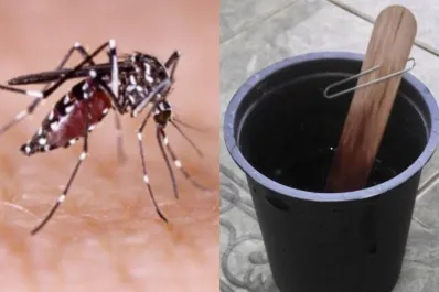 Dengue: el Conicet advierte que el mosquito Aedes aegypti sobrevive bajo el agua