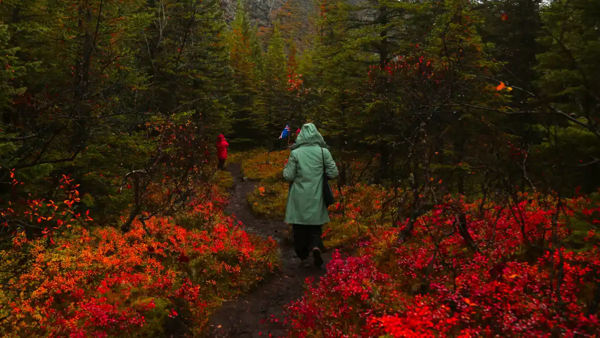 Los viajeros recorren el bosque encantado conocido como la ciudad de los elfos.