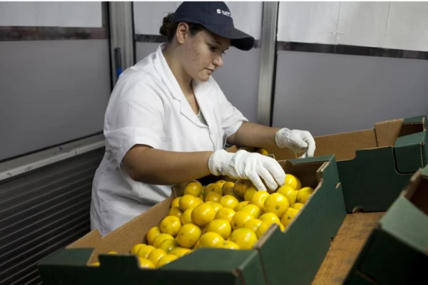 Dictan curso para la inspección de empaques cítricos
