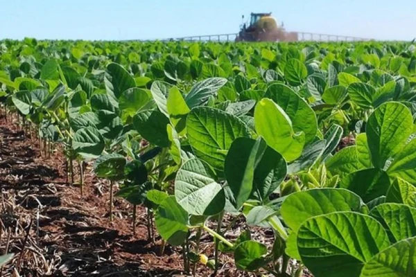 Productores sojeros de Tucumán se entusiasman y esperan que los rindes estén dentro de la media