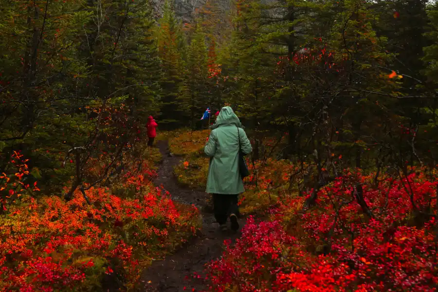 Los viajeros recorren el bosque encantado conocido como la ciudad de los elfos.