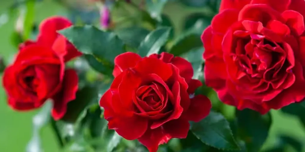 Cuál es el significado de sentir olor a rosas dentro de tu casa