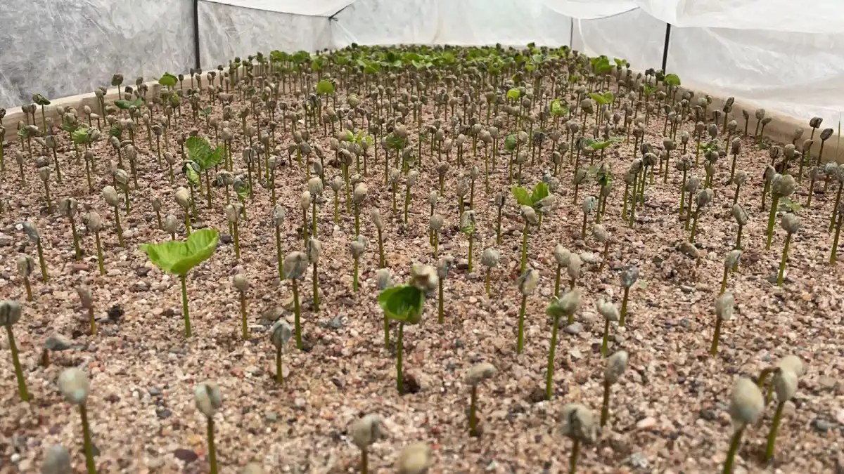 Café, con aroma a piedemonte tucumano: “Tenemos un terreno ideal para hacerlo”, aseguran