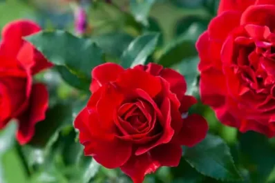 Cuál es el verdadero significado de sentir olor a rosas dentro de tu casa