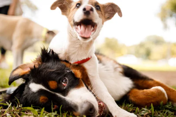 No es el border collie: ¿cuál es la raza de perro más inteligente del mundo?
