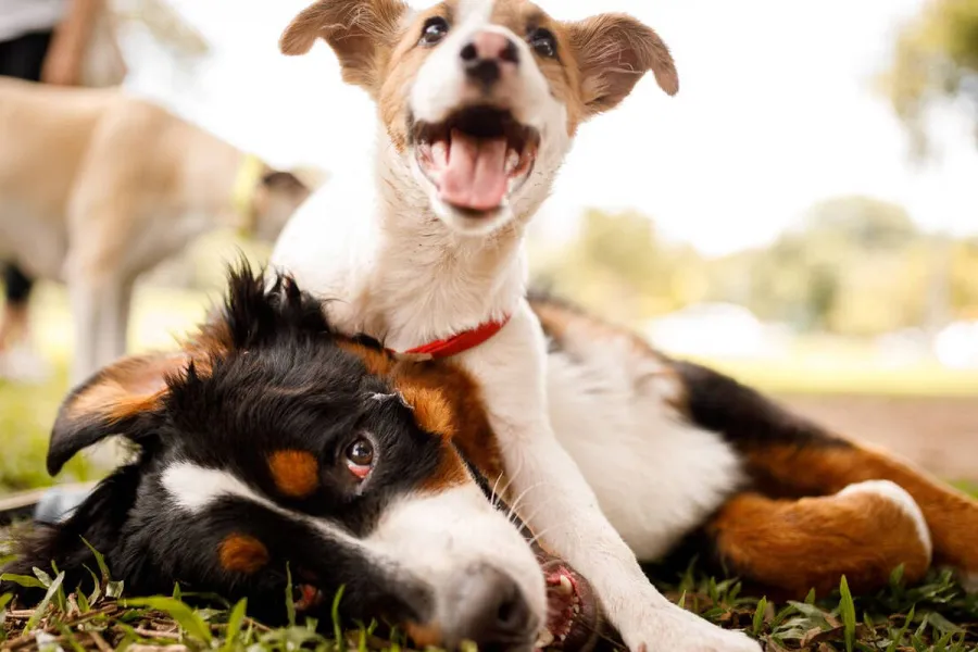 ¿Cuál es la raza de perro más inteligente del mundo?