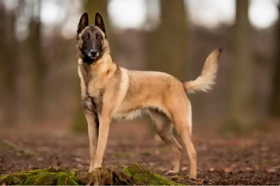 El Pastor Belga Malinois se posicionó como el perro más listo del mundo