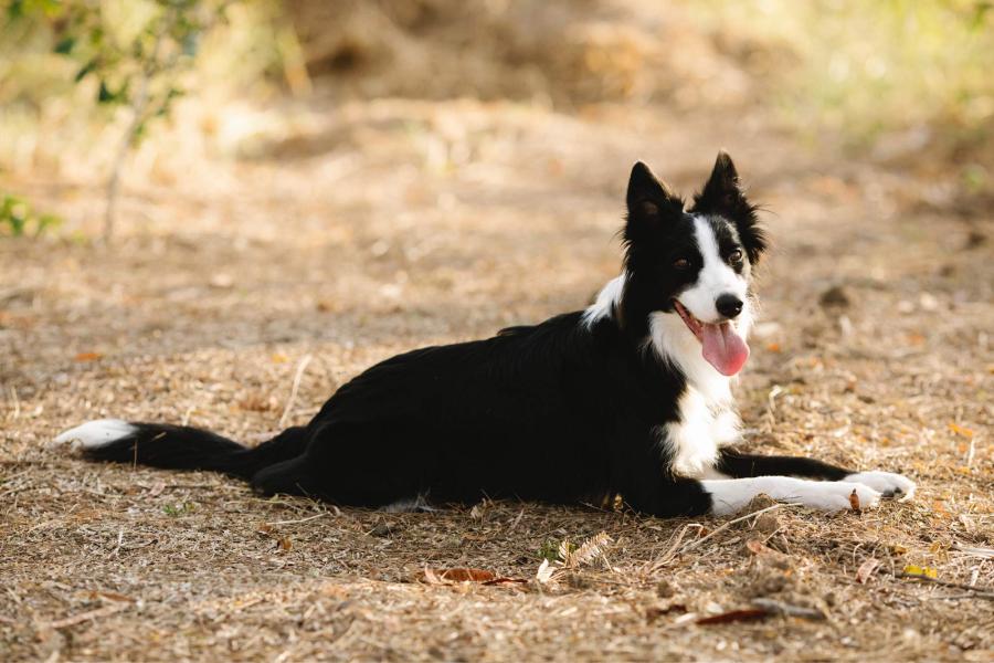 El border collie ya no lidera el podio de los perros más inteligentes del mundo