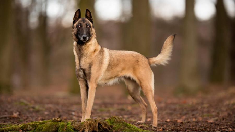 El Pastor Belga Malinois se posicionó como el perro más listo del mundo