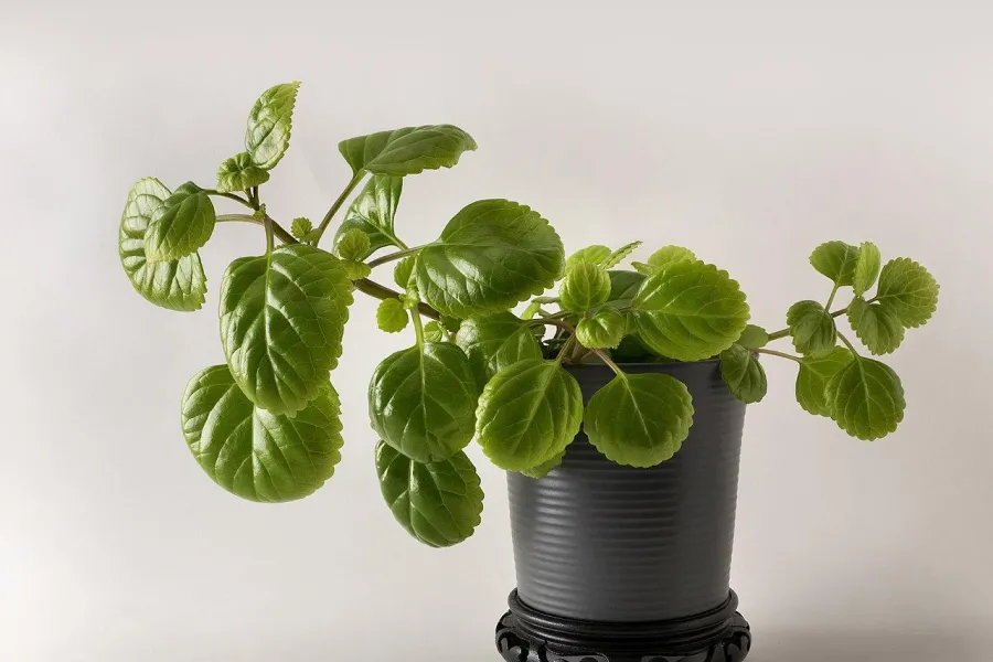 El dólar evoca riqueza