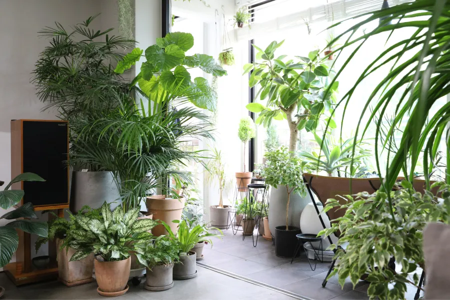 Existe una variedad de plantas que contribuyen a la buena energía en el hogar
