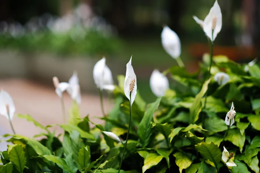 El Spathiphyllum, o “planta de la paz” purificad el aire y atrae energía positiva