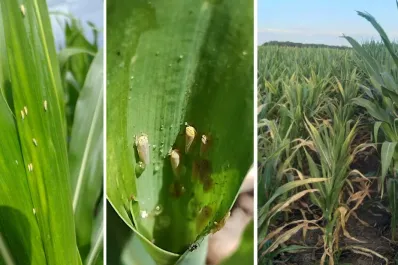 La chicharrita genera alarma en agricultores tucumanos