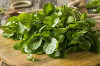 Berro, la planta que puede reemplazar a la lechuga: cuáles son sus propiedades y qué enfermedades ayuda a combatir