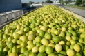 El citrus, obligado a una reconversión del negocio