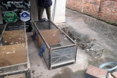 Desarticulan un negocio ilegal de aves silvestres en Villa Carmela