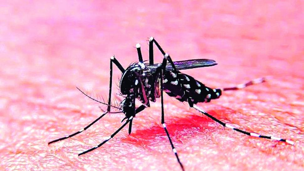 La odisea de conseguir repelentes en plena epidemia de dengue