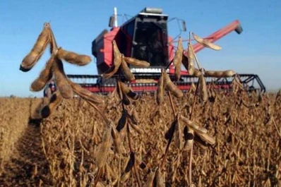 Soja: en la zona núcleo el rinde medio va de 30 a 52 qq/ha