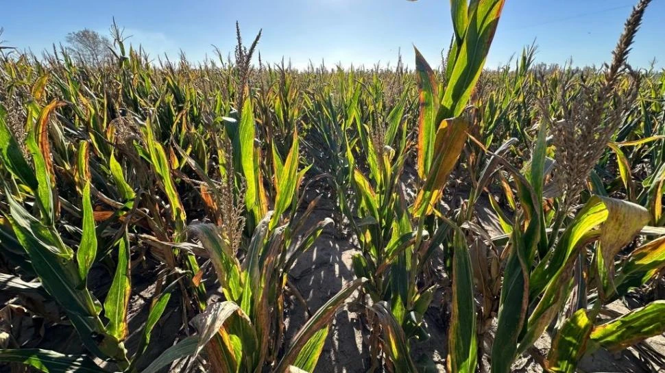 EN TUCUMÁN. Ploper contó que en la provincia hay más de 80.000 hectáreas de maíz, y que la mitad muestra daños por achaparramiento. “En el sur hay lotes con 100% de pérdidas”, subrayó.