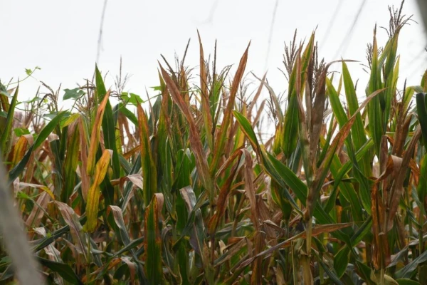 Proponen que el  maíz se incluya en la emergencia agropecuaria por la “chicharrita”