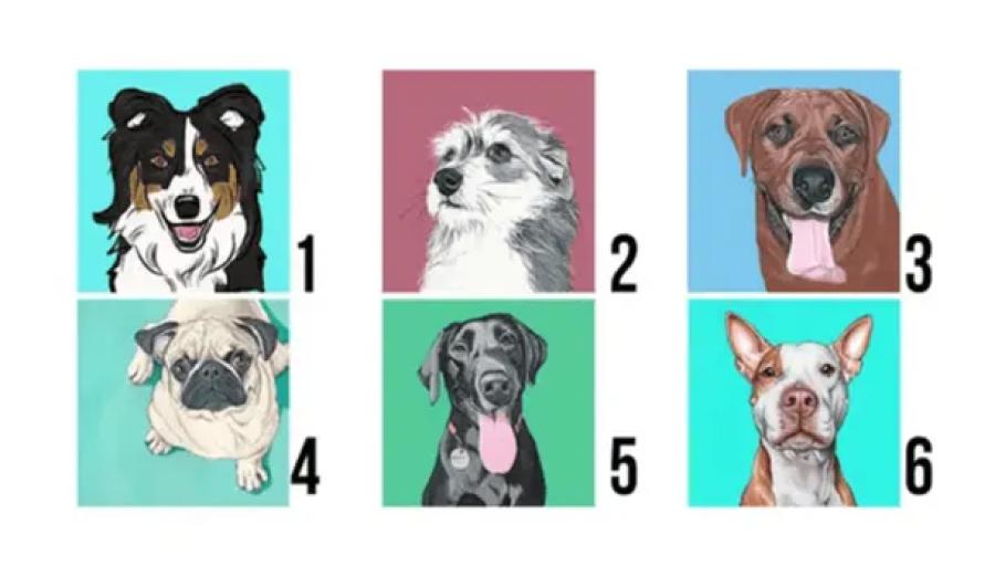 Test viral: el perro que elijas revelará qué tipo de personas sos