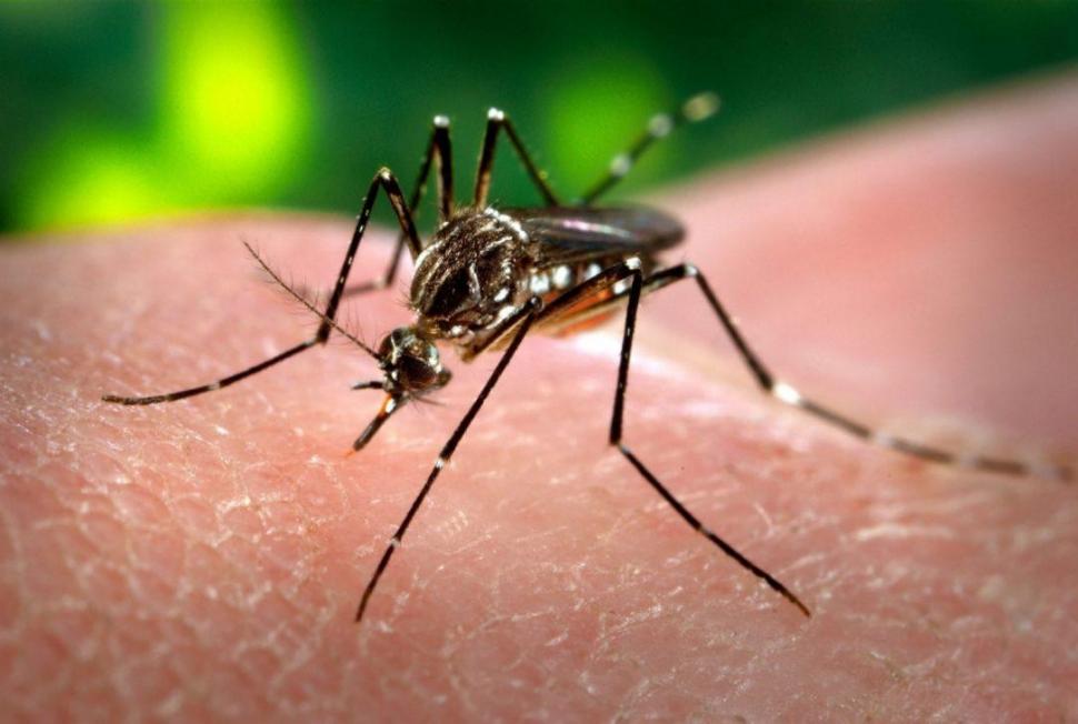Dengue: el problema detrás de un fin de semana fatídico