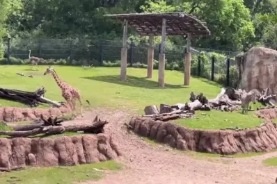 Eclipse solar: así fue el extraño comportamiento de los animales en un zoológico de Texas