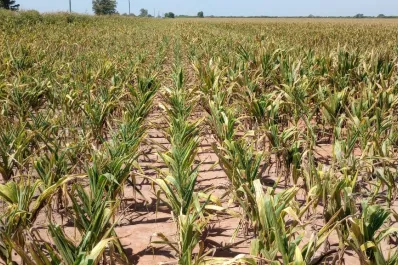 Nación agiliza la aprobación de insecticidas para combatir la chicharrita que afecta al maíz