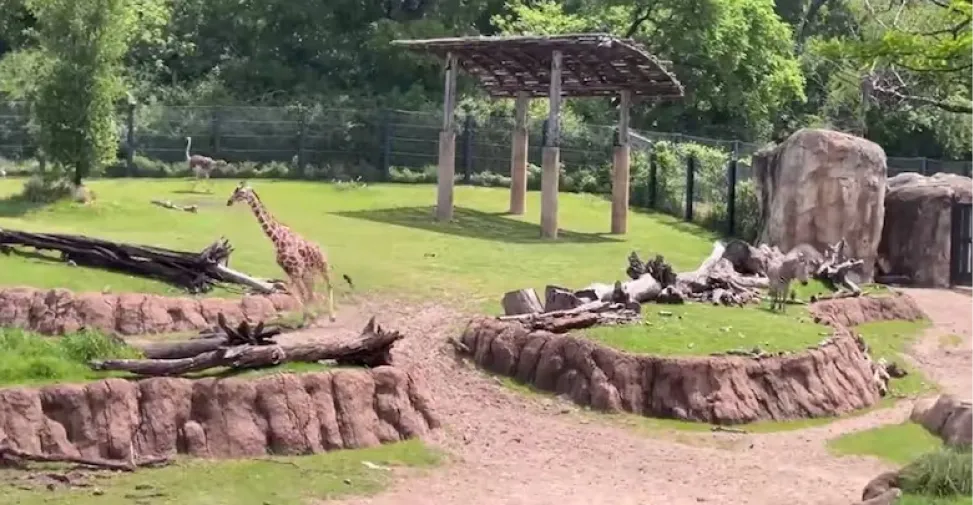 Eclipse solar: así fue el extraño comportamiento de los animales en un zoológico de Texas