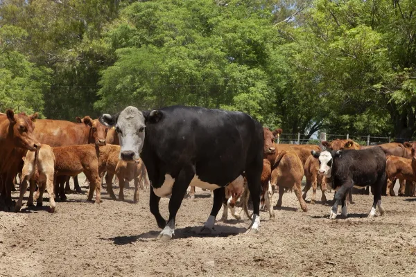 La Sociedad Rural de Tucumán apoya la importación de vacunas contra la fiebre aftosa