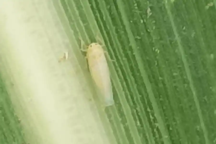 Chicharrita del maíz.